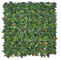 SIEPE SINTET.FOGLIE PHOTINIA PANN.1X1