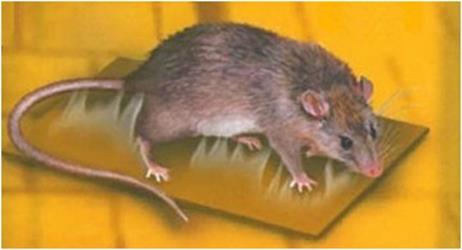 TRAPPOLA ADESIVA TOPI FAES.CM14X19 PZ2